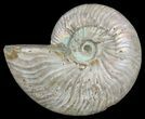 Silver Iridescent Ammonite - Madagascar #61512-1